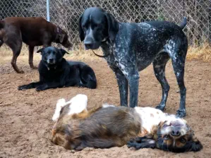 Dogs having fun in dirt at doggy daycare