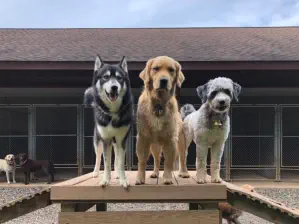 Different dogs playing together on ramp