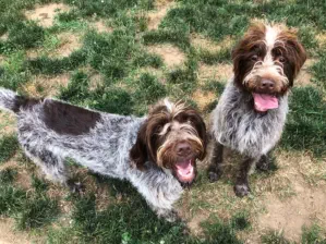 Doggy daycare near Eagle River Wisconsin