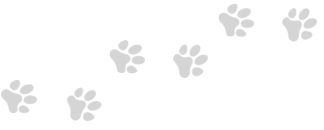 Kevin's Kennels, Dog Boarding, Cat Boarding, Doggy Daycare, Dog Grooming, Cat Grooming, Pet Grooming, Northern Wisconsin, Pet Boarding, Dog Kennels, Cat Kennels, Cat Condos, Pet Kennels, Eagle River, WI, The Eagle River Three Lakes Chain of Lakes