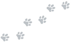Kevin's Kennels, Dog Boarding, Cat Boarding, Doggy Daycare, Dog Grooming, Cat Grooming, Pet Grooming, Northern Wisconsin, Pet Boarding, Dog Kennels, Cat Kennels, Cat Condos, Pet Kennels, Eagle River, WI, The Eagle River Three Lakes Chain of Lakes, Lower W