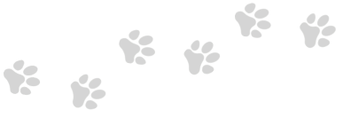 Kevin's Kennels, Dog Boarding, Cat Boarding, Doggy Daycare, Dog Grooming, Cat Grooming, Pet Grooming, Northern Wisconsin, Pet Boarding, Dog Kennels, Cat Kennels, Cat Condos, Pet Kennels, Eagle River, WI, The Eagle River Three Lakes Chain of Lakes
