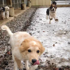 Dogs playing in winter outside of the kennel in Eagle River