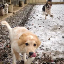 Dogs playing in winter outside of the kennel in Eagle River
